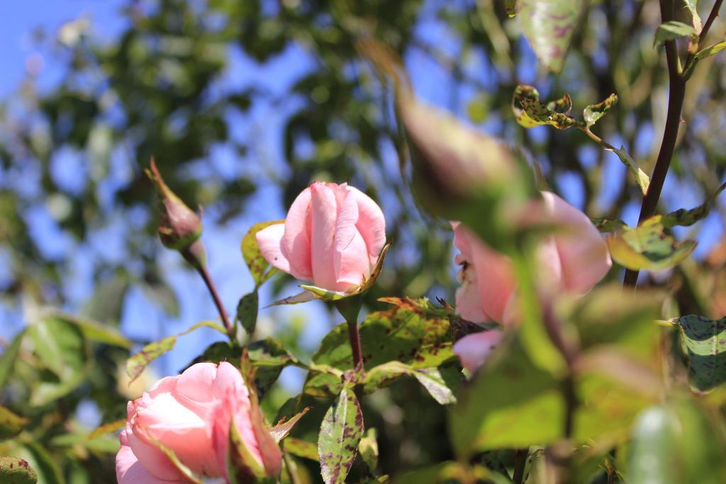 Den Bongaerd B&B And Wellness โตงเงอเริน ภายนอก รูปภาพ